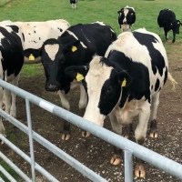 resources of Pregnant Holstein Heifers Cows exporters