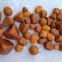 resources of Dried Cow Ox Gallstones exporters