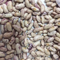resources of Light Speckled Kidney Beans exporters