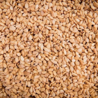 Whitish Sesame Seed Exporters, Wholesaler & Manufacturer | Globaltradeplaza.com