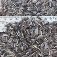 Iregi Sunflower Seeds Exporters, Wholesaler & Manufacturer | Globaltradeplaza.com