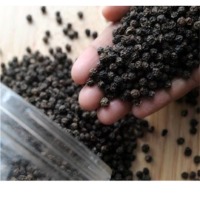 Cleaned Black Pepper Exporters, Wholesaler & Manufacturer | Globaltradeplaza.com