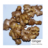 Fresh Ginger Exporters, Wholesaler & Manufacturer | Globaltradeplaza.com