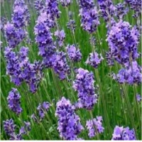 resources of Lavender Essential Water exporters