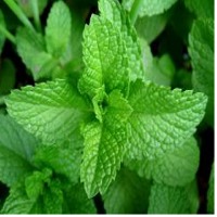 Mentha Essential Oil Exporters, Wholesaler & Manufacturer | Globaltradeplaza.com