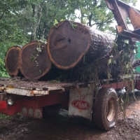 Walnut Round Logs Exporters, Wholesaler & Manufacturer | Globaltradeplaza.com