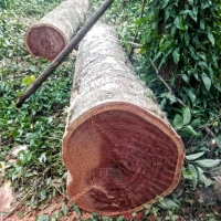Balsamo Round Logs Exporters, Wholesaler & Manufacturer | Globaltradeplaza.com