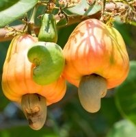 resources of Cashew Nuts exporters