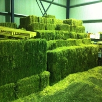 resources of Alfalfa/lucerne Hay exporters