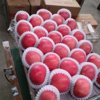 Delicious Red Apple Premium Quality Exporters, Wholesaler & Manufacturer | Globaltradeplaza.com