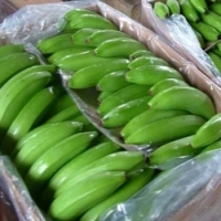 Fresh Green Cavendish Banana Exporters, Wholesaler & Manufacturer | Globaltradeplaza.com