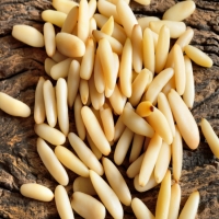 Pine Nut Kernel Exporters, Wholesaler & Manufacturer | Globaltradeplaza.com