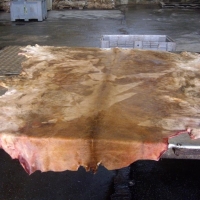 resources of Salted Bovine Leather Cowhide exporters