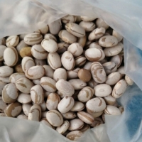 Pinto Beans Exporters, Wholesaler & Manufacturer | Globaltradeplaza.com