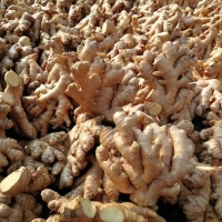 resources of Organic Ginger exporters