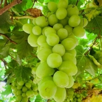 Grapes Exporters, Wholesaler & Manufacturer | Globaltradeplaza.com
