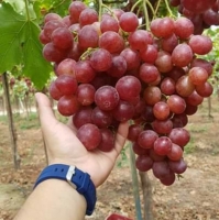 resources of Red Globe Grapes exporters
