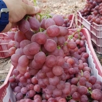resources of Uvas Red Globe Grapes exporters