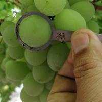 resources of Superior Sugraone Grapes exporters