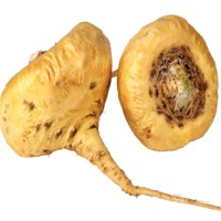 resources of Maca exporters