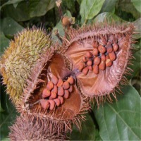 Achiote Herbs Exporters, Wholesaler & Manufacturer | Globaltradeplaza.com