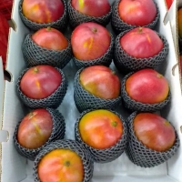 Mango Kent By Air From Peru Exporters, Wholesaler & Manufacturer | Globaltradeplaza.com