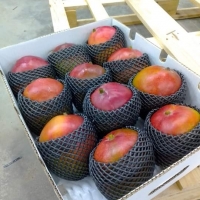 resources of Mango Kent From Peru exporters