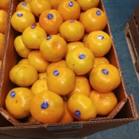 resources of Clementine exporters