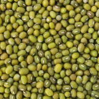 Peru Mung Beans Exporters, Wholesaler & Manufacturer | Globaltradeplaza.com