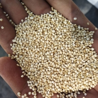 resources of White Quinoa exporters