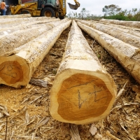 resources of Teak Log exporters