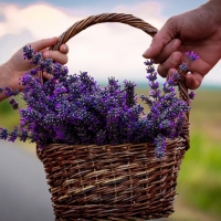 Lavender Essential Water Exporters, Wholesaler & Manufacturer | Globaltradeplaza.com