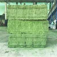 Alfalfa Hay Exporters, Wholesaler & Manufacturer | Globaltradeplaza.com