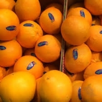 resources of Sweet Fresh Large Oranges exporters