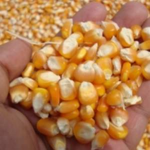 Yellow Maize Corn Exporters, Wholesaler & Manufacturer | Globaltradeplaza.com