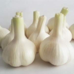 resources of Garlic exporters