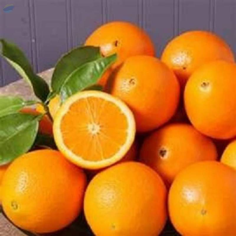 resources of Orange exporters
