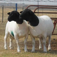 Dorper Sheep Ram Exporters, Wholesaler & Manufacturer | Globaltradeplaza.com