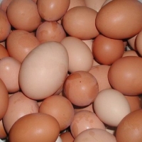 Fresh Table Chicken Eggs / ( Brown And White) Exporters, Wholesaler & Manufacturer | Globaltradeplaza.com
