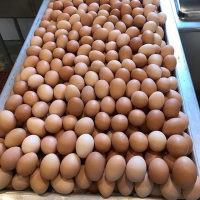 resources of Quality Fresh Table Chicken Eggs For Sale exporters