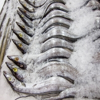 resources of Thai Frozen Eel Fish Fresh exporters
