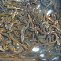 resources of Sweet Water Bangladeshi Local Eel Fish exporters