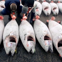 Frozen Bluefin Tuna Fish Exporters, Wholesaler & Manufacturer | Globaltradeplaza.com