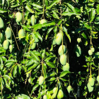 resources of Mango exporters