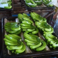 resources of Fresh Green Cavendish Banana exporters