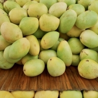 Fresh Mangoes Exporters, Wholesaler & Manufacturer | Globaltradeplaza.com