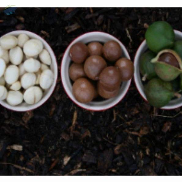 Macadamia Nuts exporter and supplier from Kenya