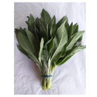 Sage Bunch Exporters, Wholesaler & Manufacturer | Globaltradeplaza.com