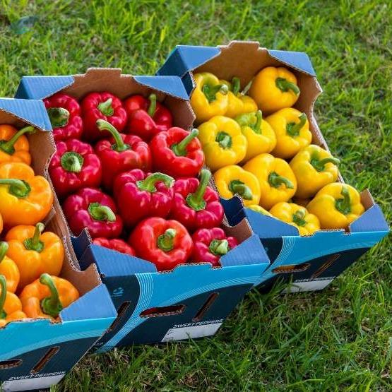 Peppers Exporters, Wholesaler & Manufacturer | Globaltradeplaza.com