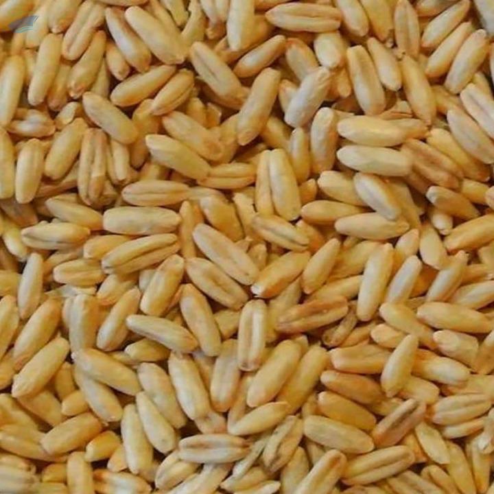 Peeled Oats Exporters, Wholesaler & Manufacturer | Globaltradeplaza.com